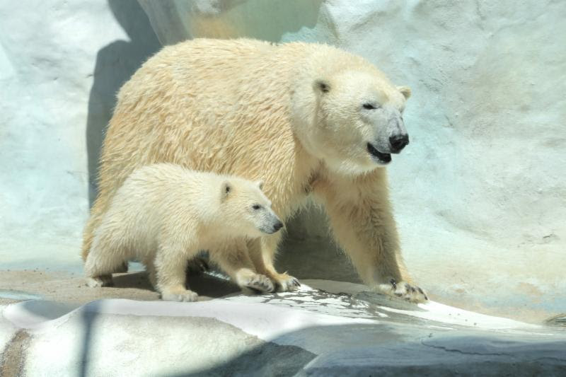 Toledo polar bear cub to move to Salt Lake City