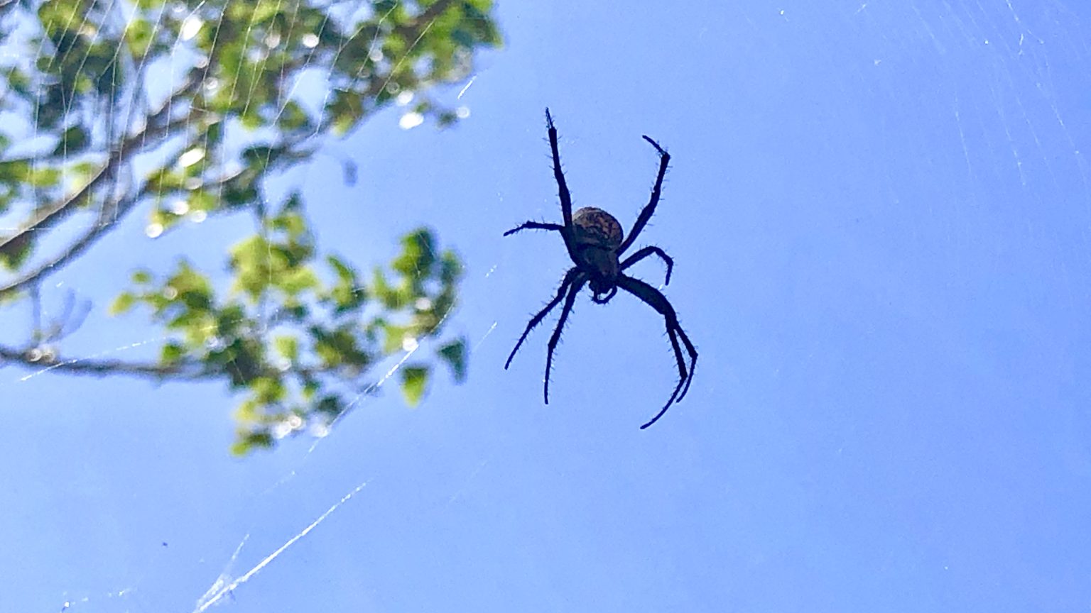 Spiders Back Big Time At Antelope Island Gephardt Daily