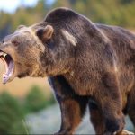 Man Survives 525-pound Bear Attack With Knife