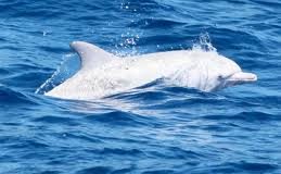 Albino Dolphin - Gephardt Daily
