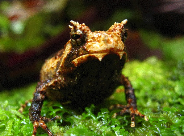 Limnonectes larvaepartus Fanged Frog