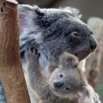 Koala Parent and Baby Australia