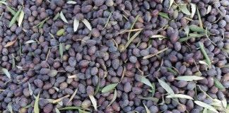Can Olives Help Against Dementia