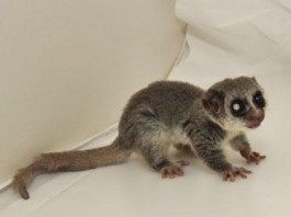 Fat Tailed Dwarf Lemur - Gephardt Daily