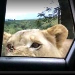 Lion opens door South Africa Safari