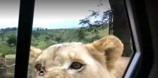 Lion opens door South Africa Safari