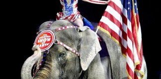 Ringling Brothers Eliminate Elephant Acts