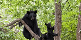 Black Bears