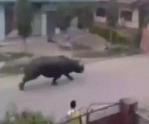 Wild-rhino-kills-woman-chases-people-in-Nepal-street