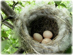 Willow Flycatcher Nest
