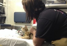 Firefighter Saves Cat