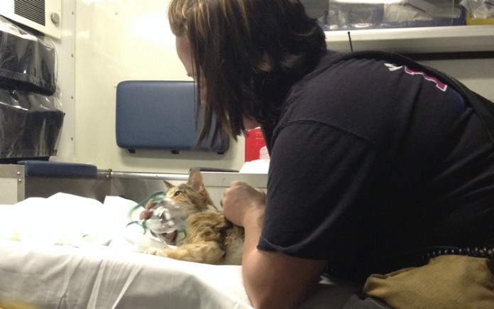Firefighter Saves Cat