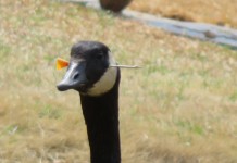 Goose In Georgia with Dart in Head