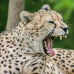 Cleveland Zoo 2YO Falls in Cheetah Exhibit
