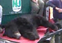 Black Bear Captured in New Jersey