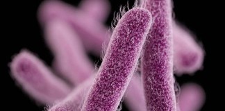 Drug-Resistant Shigellosis