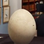 Massive Extinct Elephant Bird Egg for Sale in London 