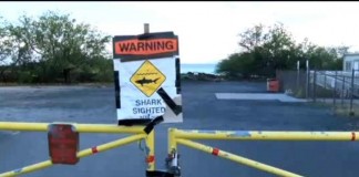 Hawaiian Woman Killed By Shark