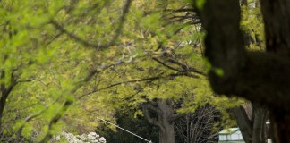 Small Aircraft Lands on Capitol Lawn