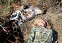 Big game hunter Rebecca Francis Giraffe