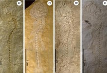 German Unique Fish Fossils killifish