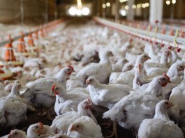 Tyson Foods to Phase Out Antibiotics