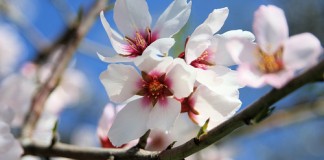 almond blossom