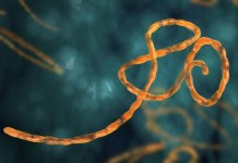 Ebola Virus