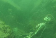 Underwater Skeleton Tea Party