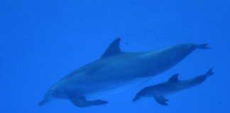 Dolphins