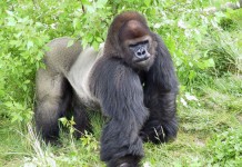 Zoo Gorilla Tino Euthanized