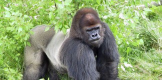 Zoo Gorilla Tino Euthanized