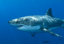 Great White Shark Mary Lee