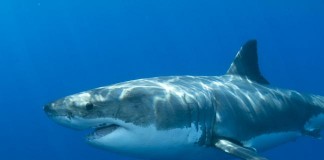 Great White Shark Mary Lee