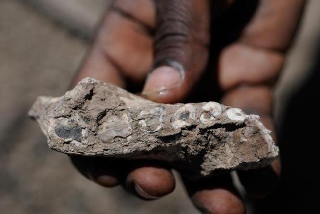 A jaw fossil, which researchers say is evidence of a new early human species. Photo by Cleveland Museum of Natural History/Nature