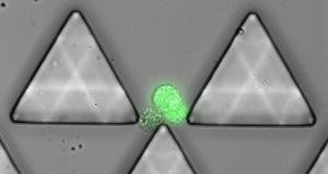 Microchip Captures Cancer Cells in Bloodstream