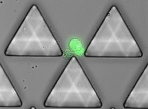 Microchip-captures-cancer-cells-in-the-bloodstream