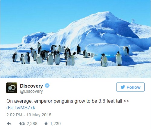 Penguins