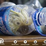 Smuggled Cockatoos in Plastic Bottles