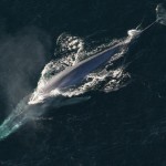 Blue Whales Can't Avoid Barges