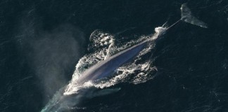 Blue Whales Can't Avoid Barges