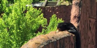 Bear Attempts Escape From Japanese Zoo