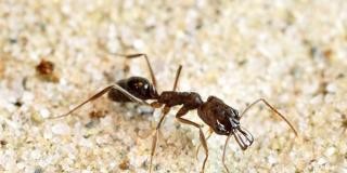 Trap-jaw Ants