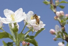 Annual bee Losses Total 42 Percent