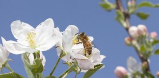 Annual bee Losses Total 42 Percent