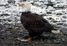 Oldest Bald Eagle Found Dead