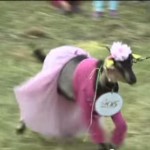 Village Holds Goat Pageant