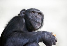 Chimpanzees Would Cook Their Food