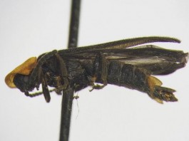 New Firefly Species