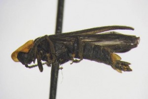 College-student-discovers-new-firefly-species
